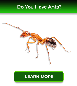 ants-card-service24-pest-control-new-jersey