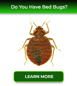 bedbugs-service24pests-new-jersey