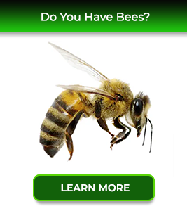 bees-service24pests-new-jersey