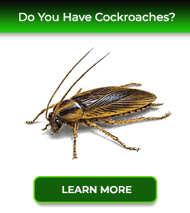 cockroaches-service24pests-new-jersey