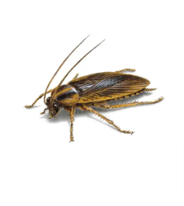 cockroach-pest-control-services-service24-pest-control