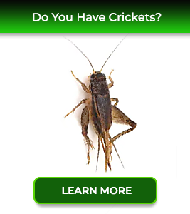 crickets-service24pests-new-jersey