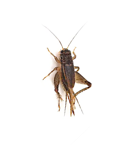 cricket-services24-pest-control-new-jersey