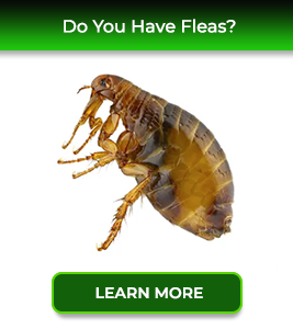 flea-card-service24-pest-control