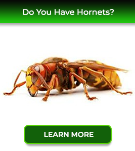 hornets-service24-pest-control-new-jersey