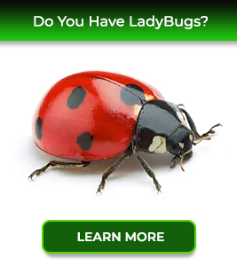 ladybug-card-service24-pest-control