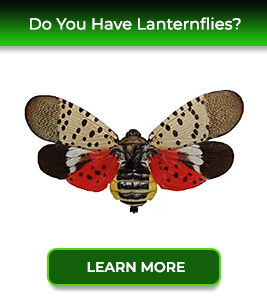lanternflies-cards-service24-pest-control
