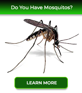 mosquitos-service24pests-new-jersey