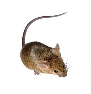 mouse-service24-pest-control-new-jersey