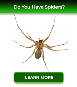 spider-service24-pest-control-new-jersey