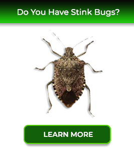 stink-bugs-card-service24-pest-control-new-jersey