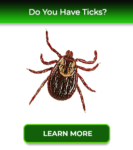 ticks-service24-pest-control-new-jersey