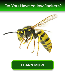 yellow-jackets-card-service24-pest-control