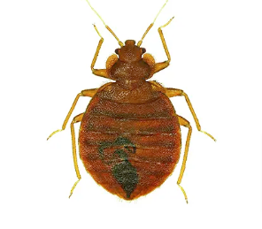bed-bugs-service24-pest-control-new-jersey