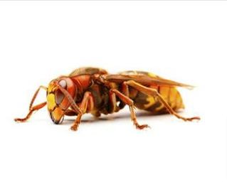 hornets-service24-pest-control