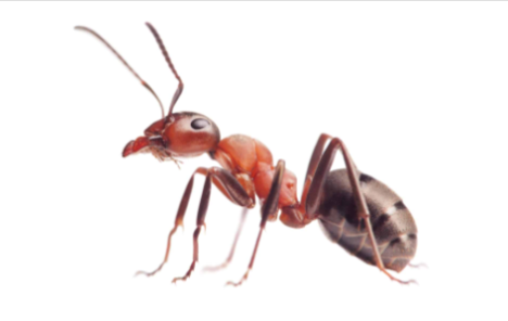 ants-service24-pest-control